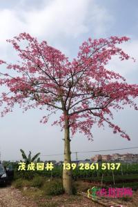大腹木棉