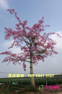 大腹木棉