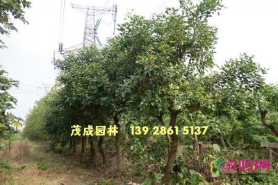 珊瑚刺桐