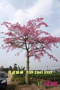 大腹木棉